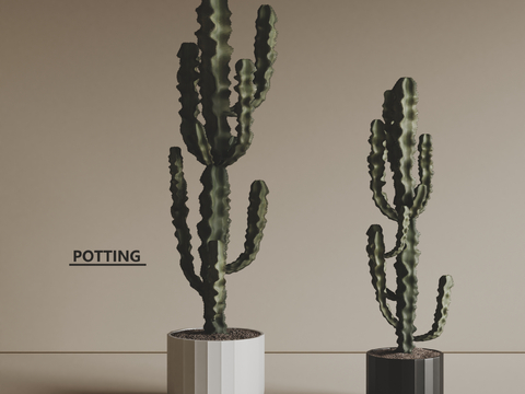 Modern potted cactus green plant