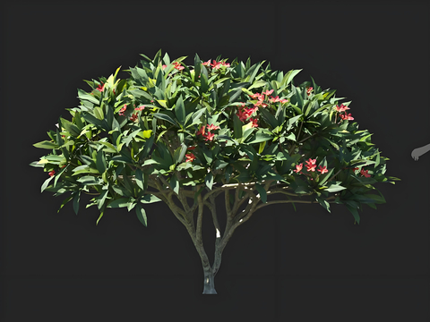 Oleander Flowering Tree Landscape Tree Trees