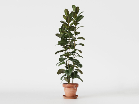 rubber tree potted plant