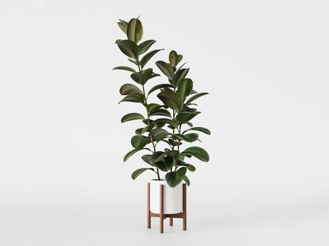 rubber tree potted plant