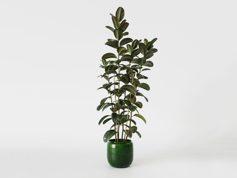 rubber tree potted plant