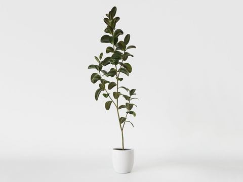 rubber tree potted plant