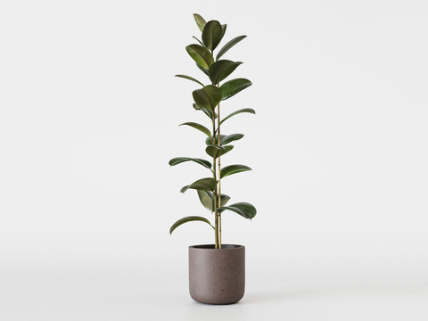 rubber tree potted plant