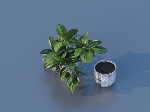 flowerpot potted plant green plant