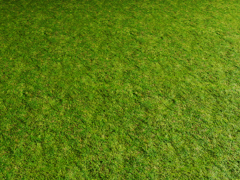 grass lawn turf