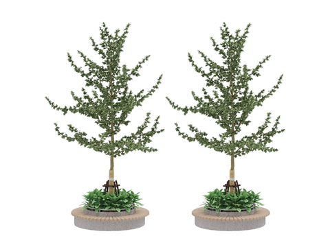 landscape tree plant