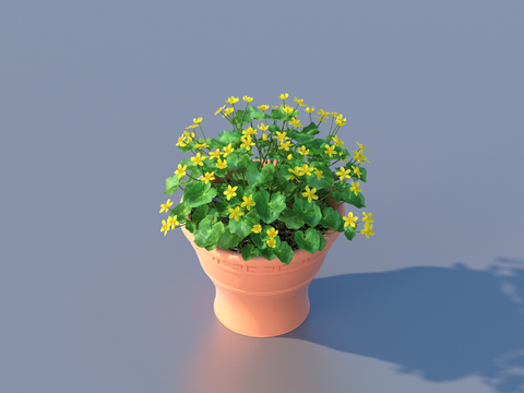 flowerpot bonsai green plant