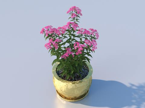 flowerpot bonsai green plant