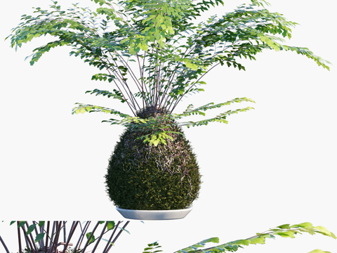 potted potted potted landscape fern