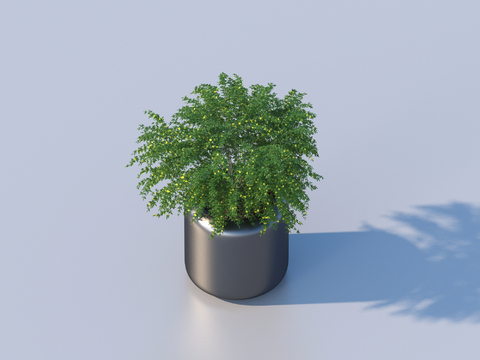 pot potted plant