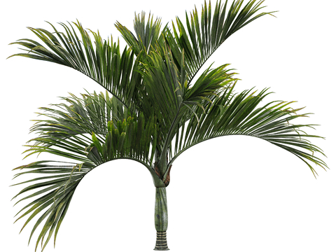 Modern Tropical Trees Landscape Trees Shrub Plants