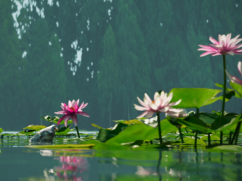 Lotus pond lotus carp