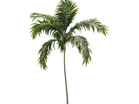 Modern tropical tree landscape tree