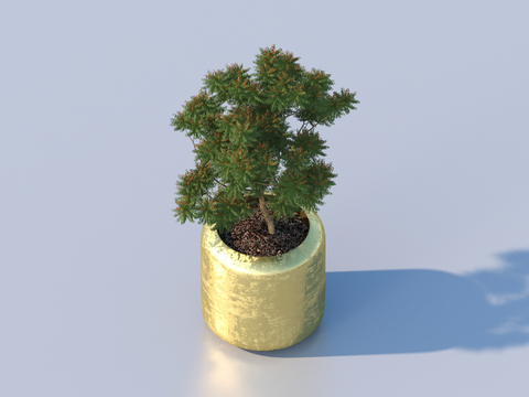 flowerpot bonsai green plant