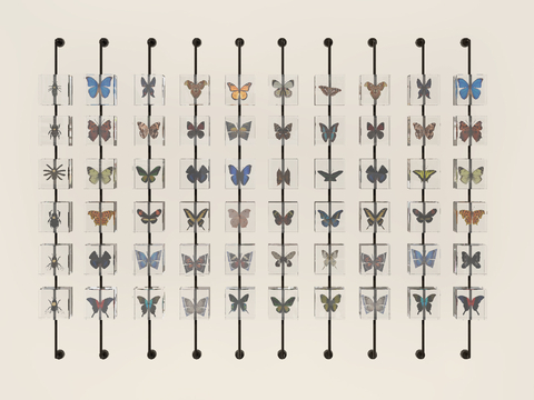 Butterfly Specimen Hangings