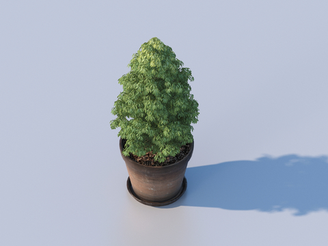 flowerpot bonsai green plant