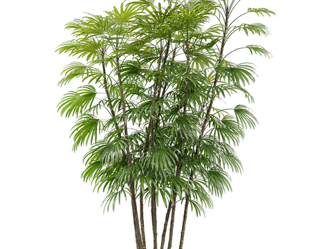 modern big tree landscape tree shrub plant