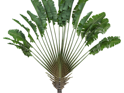 Modern Landscape Tree Tropical Tree Plantain Tree