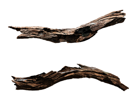 Dead wood branches