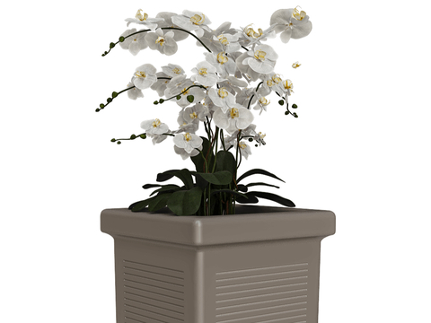 Phalaenopsis Flower Pot