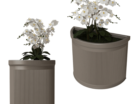 Modern Phalaenopsis Flower Box Flower Groove