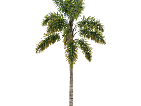 Modern Landscape Tree Beach Tree Coconut Tree