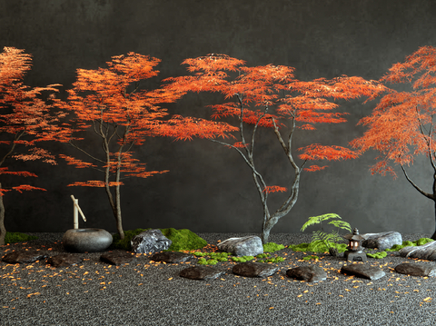 Japanese Red Maple Landscape Tree Garden Tree Water Bowl