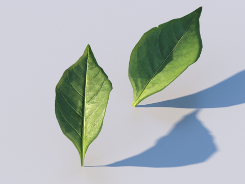 vegetables, vegetable leaves, leaves, food