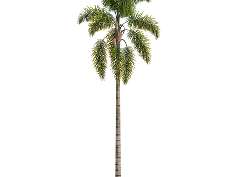 Modern Tropical Tree Landscape Tree Palm Tree