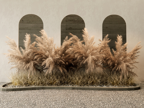 Modern Reed Plant Pile Flowers and Grasses Setaria Flower Border