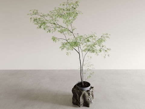 potted plant bonsai green plant