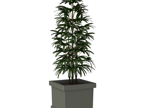 Modern Bonsai Bonsai Bamboo Potted Plant