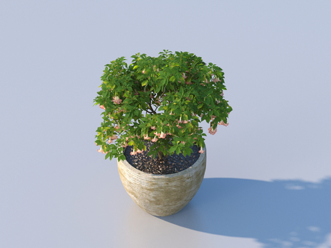 flowerpot bonsai green plant