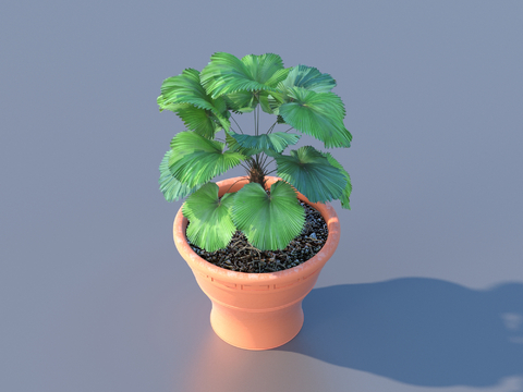 flowerpot bonsai green plant