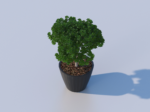 flowerpot potted plant green plant