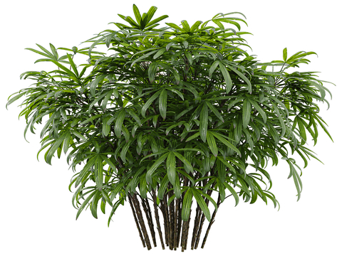 landscape tree shrub plant bamboo