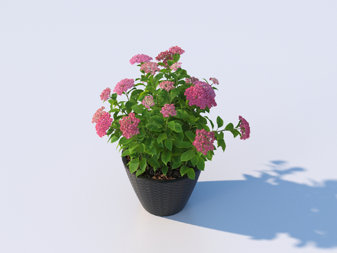 flowerpot small potted plant