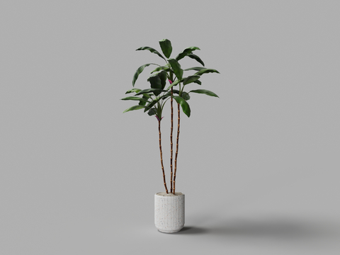 potted rich tree