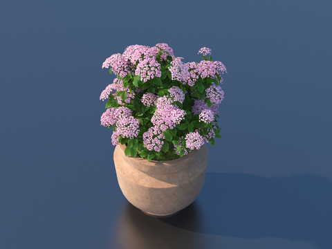 flowerpot potted plant green plant outdoor plant