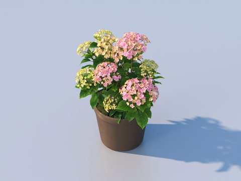 flowerpot potted plant green plant outdoor plant