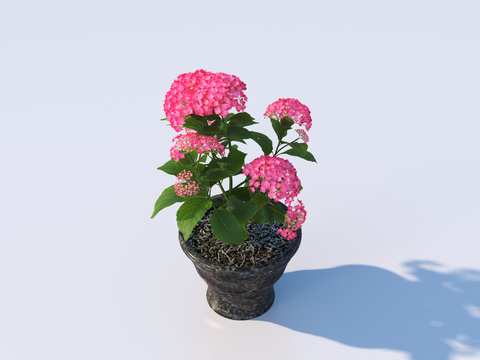 flowerpot potted plant green plant outdoor plant