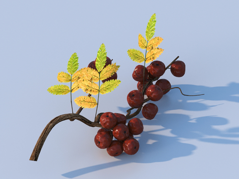 red dates leaves fruits dried fruits