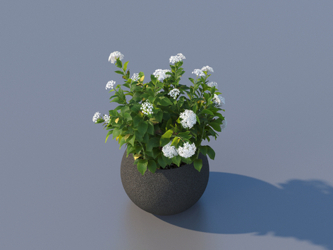 flowerpot potted plant green plant outdoor plant