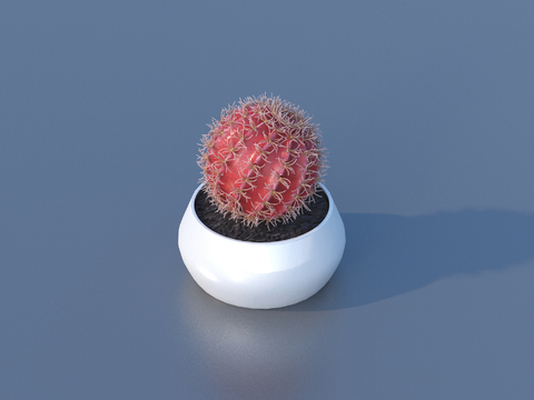 flowerpot potted red cactus cactus ball