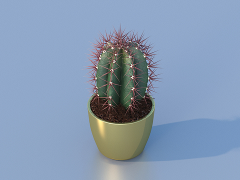 Cactus flowerpot potted plant green plant