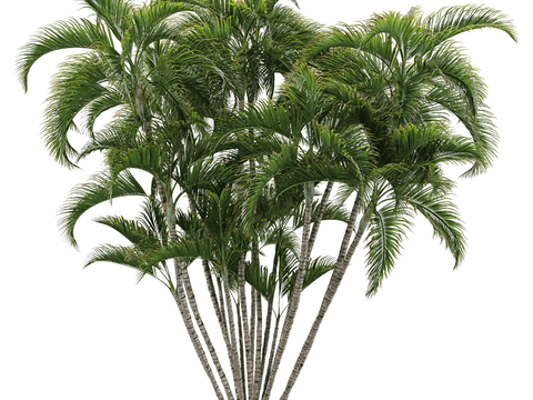 landscape tree shrub tropical green plant