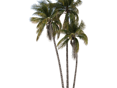 Modern Landscape Tree Beach Tree Coconut Tree