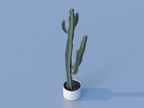 cactus plant potted