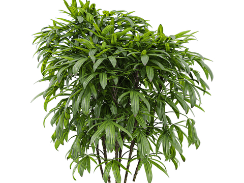 Modern Tree Landscape Tree Shrub Plant Bamboo