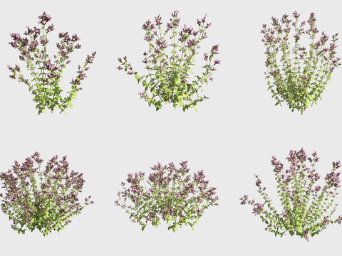 Oregano flowers and shrubs